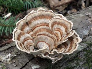 Coriolus versicolor : un champignon contre le cancer ?