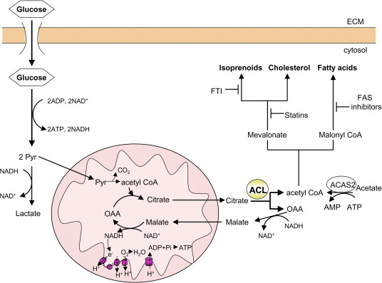 ATP Citrate Lyase