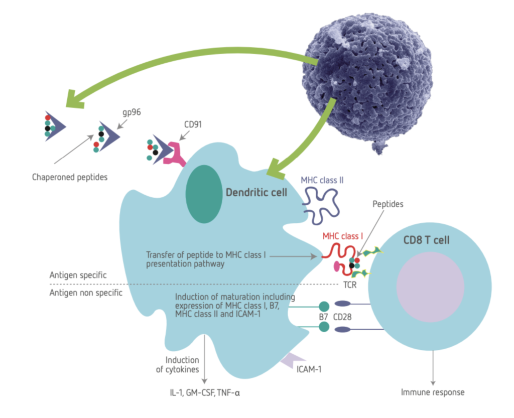 Mécanisme d'action de l'immunothérapie à l'aide de l'auto-vaccin APAVAC du laboratoire URODELIA